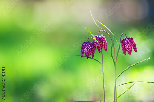 Snake's head lily (Fritillaria meleagris) against defocused background. Shallow depth of field.