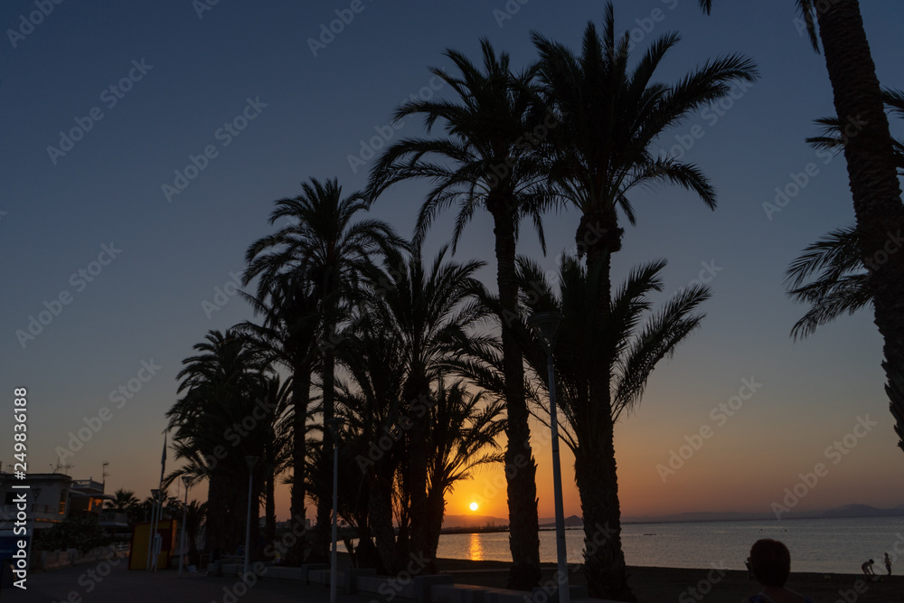 Obraz premium Palms at sunset
