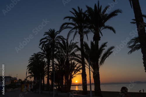 Palms at sunset © Jonas