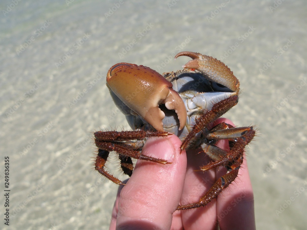 Crab is biting