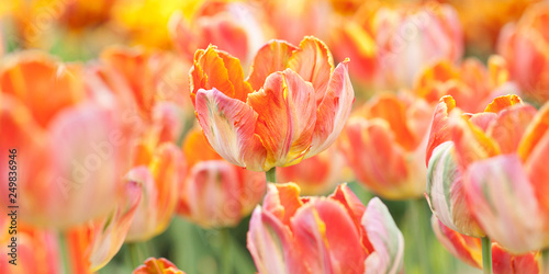 floral background of beautiful motley tulips