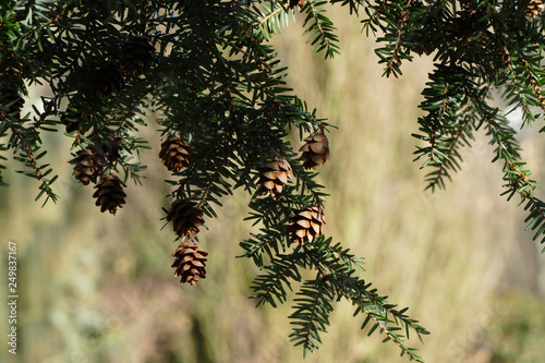 nice small eastern canadian hemlock cones