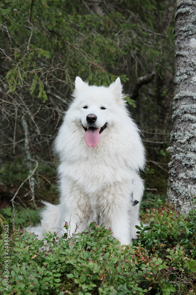 Fototapeta premium portrait of a dog