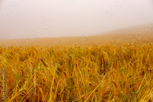 field of wheat