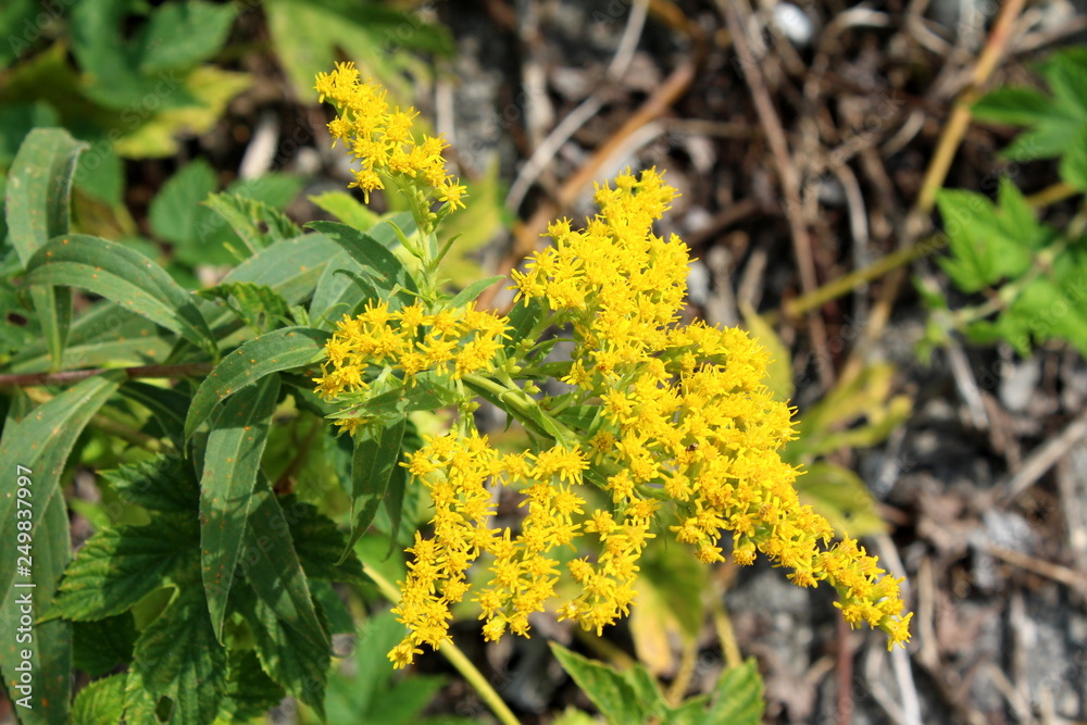 Solidago virgaurea or European goldenrod or Woundwort yellow flower with multiple small open and blooming flowers with green leaves and other plants in background on warm summer day Solidago virgaurea or European goldenrod or Woundwort yellow flower with multiple small open and blooming flowers with green leaves and other plants in background on warm summer day