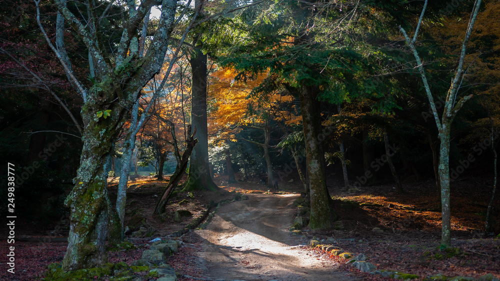 Obraz premium Mystical and artistic fall scene with vibrant ginkgo biloba trees seen in Hiroshima Prefecture's Miyajima in Japan with beautiful autumnal colours and deers roaming around.