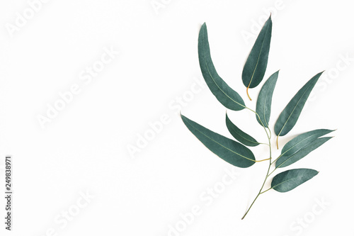 Eucalyptus leaves on white background. Pattern made of eucalyptus branches. Flat lay, top view, copy space photo