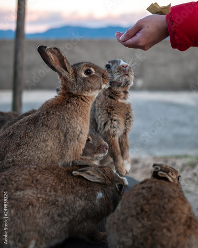 Cute, fluffy wild bunnies waiting to be fed by visitors in the island of Okunoshima, also known as the 