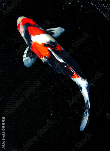 Koi Carp