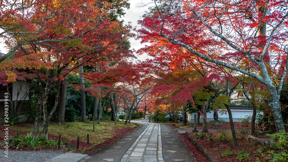 Naklejka premium An empty pathway in the temple grounds of Shinnyodo Temple in Kyoto City during the peak autumn foliage.