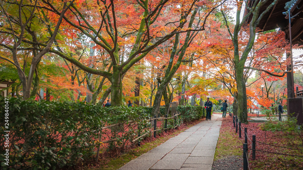 Naklejka premium Japanese visitors seen walking on a pathway in the temple grounds of Shinnyodo Temple during the peak autumn foliage.