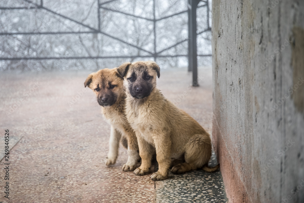 Two mixed breed puppies sitting in front view. Two little dogs sitting on balcony floor. Two mixed breed puppies sitting in front view. Two little dogs sitting on balcony floor.