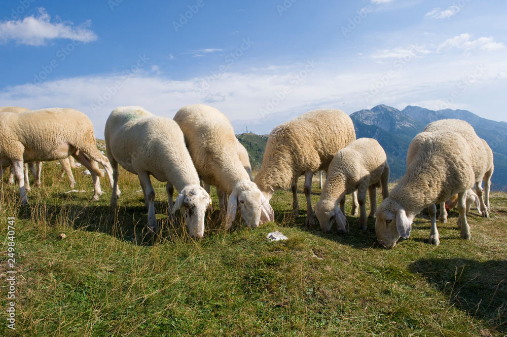 Sheep graze on an Italian mountain in the summer. Sheep graze on an Italian mountain in the summer.