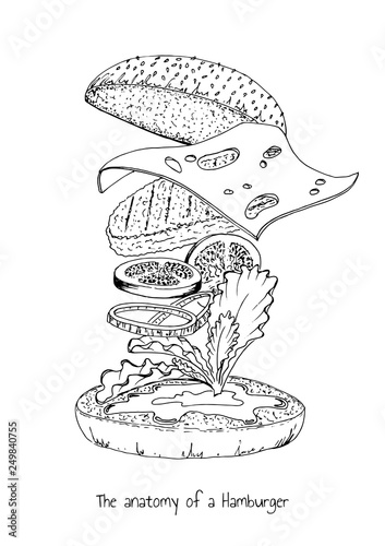 The anatomy of a Hamburger.