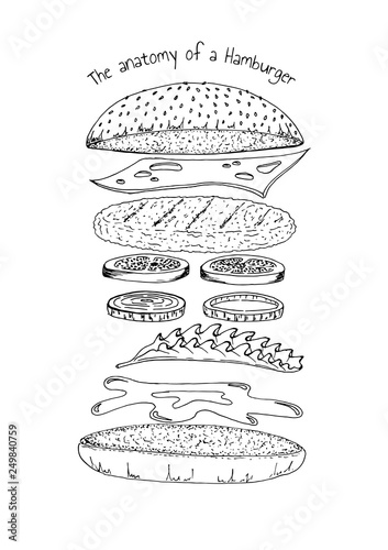 The anatomy of a Hamburger