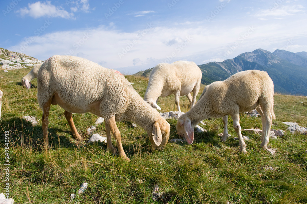 Sheep graze on an Italian mountain in the summer. Sheep graze on an Italian mountain in the summer.