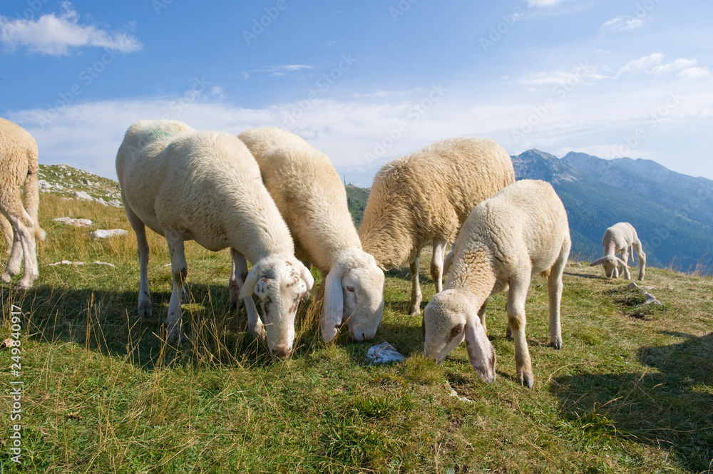 Naklejka premium Sheep graze on an Italian mountain in the summer.