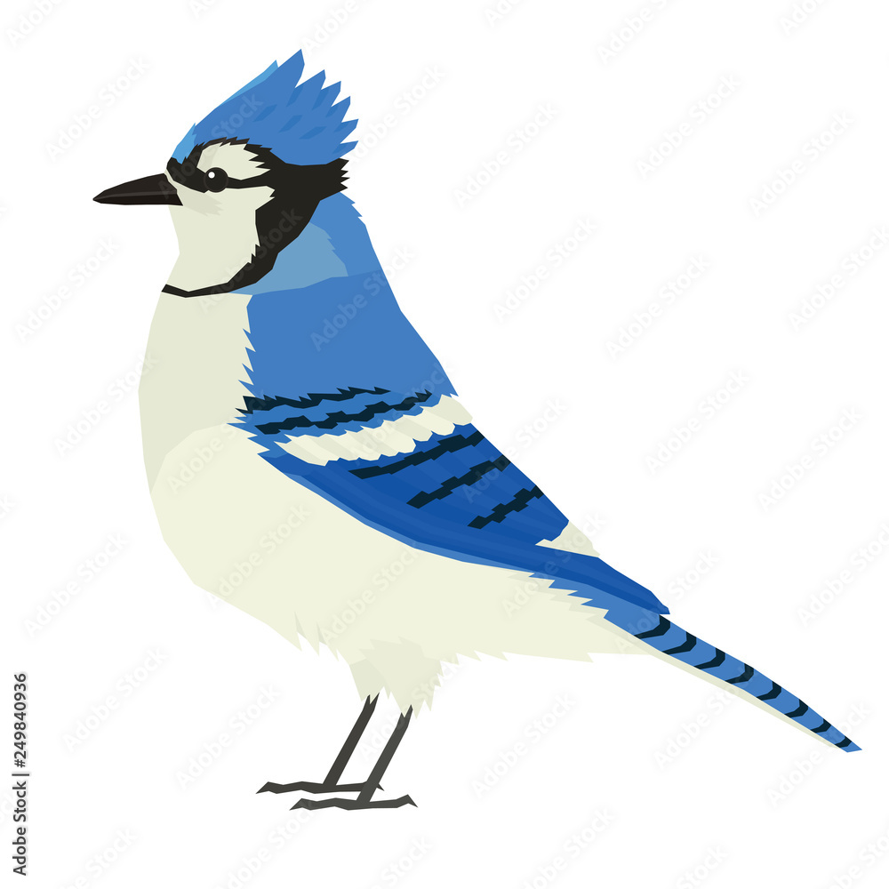 Blue Jay bird Wildlife Vector animals Isolated object Stock Vector ...
