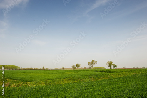 Simple, rural horizon with trees in the summer. Northern Italy.