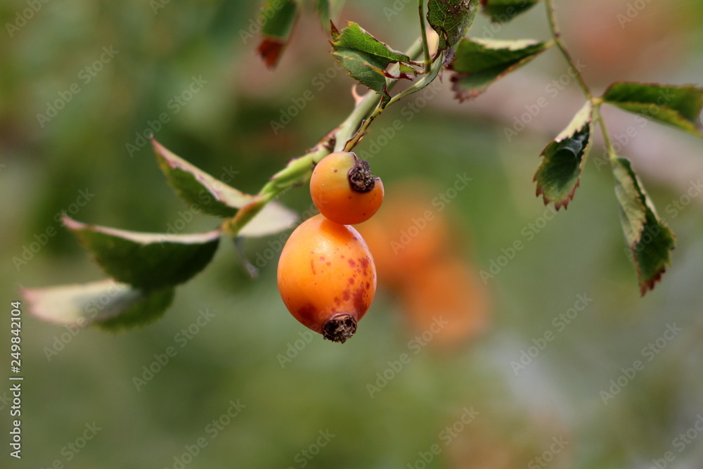 Two Rose hip or Rosehip or Rose haw or Rose hep ripe partially cracked accessory fruits of rose plant growing in bright orange color on single branch surrounded with dark green leaves on warm summer d