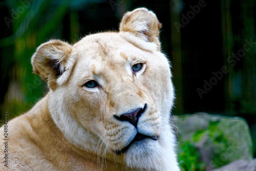 lioness making eye contact and yawning