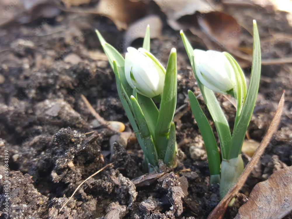 Fototapeta premium Frühling
