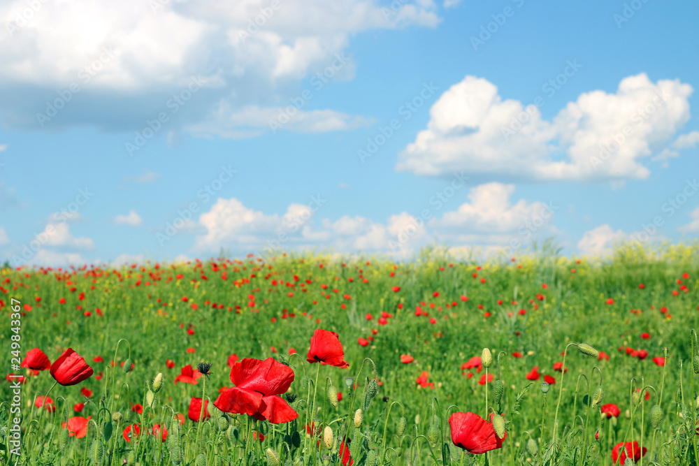 Poppies flower and sky with clouds landscape