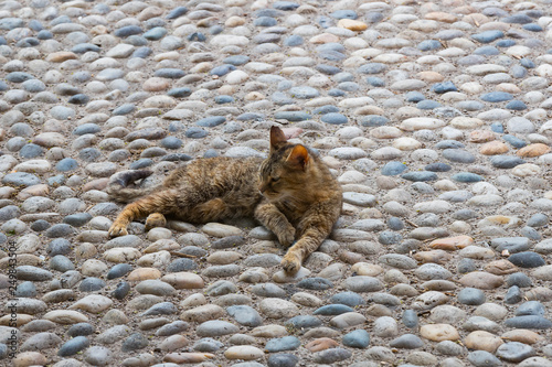 Street homeless cat without a master shot close-up.