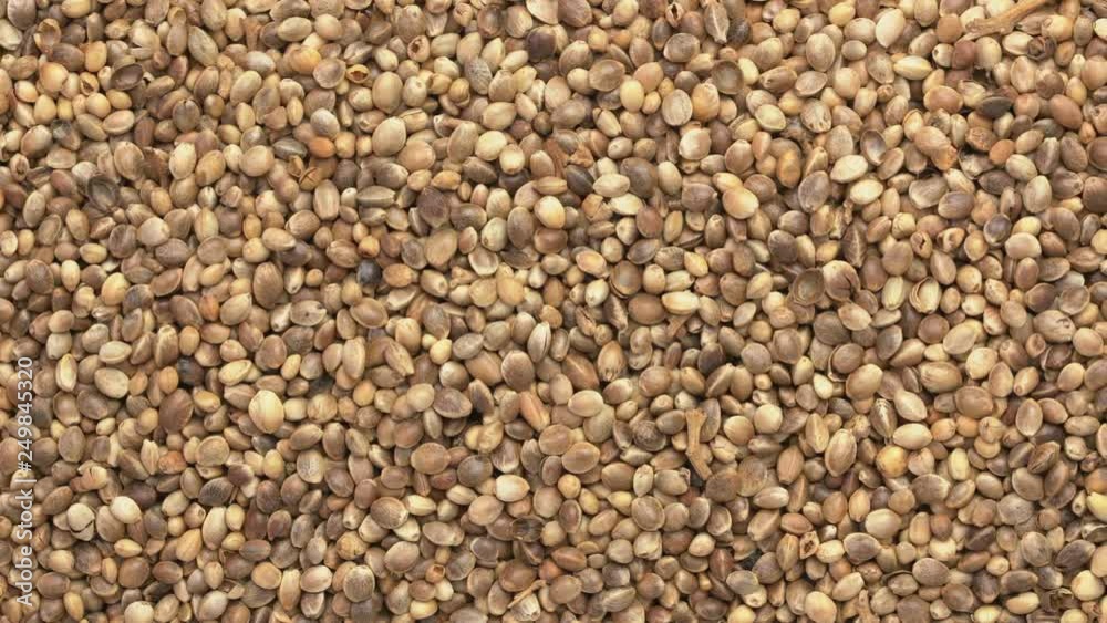 dry hemp seeds closeup, top view pan dry hemp seeds closeup, top view pan