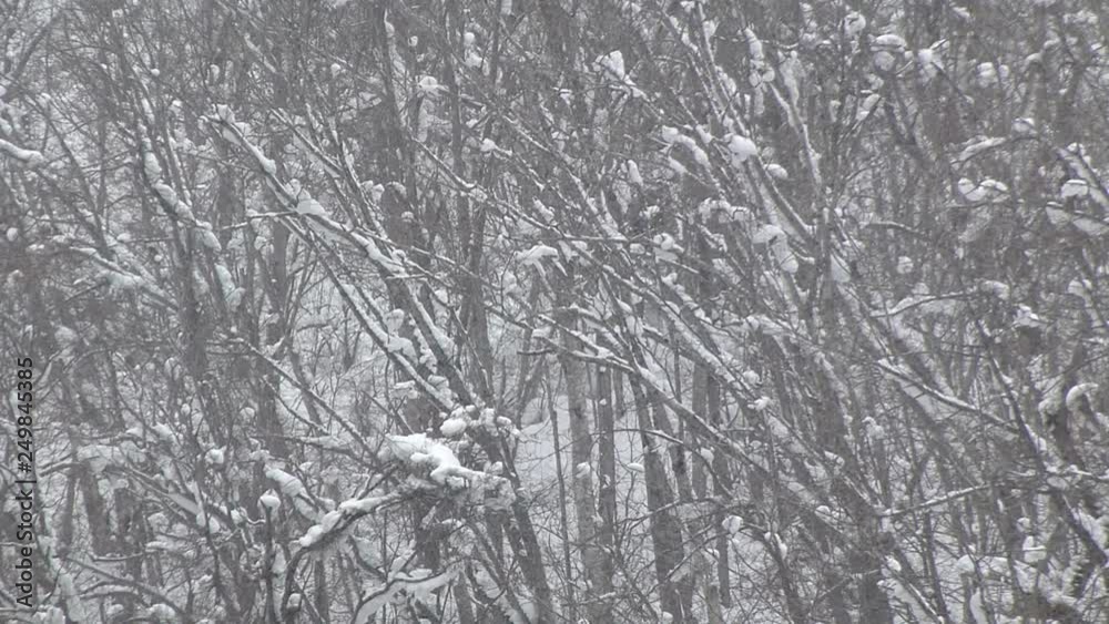 trees in winter trees in winter