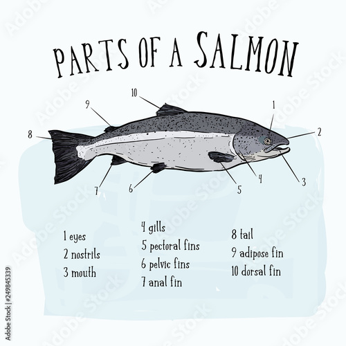 Diagram showing parts of salmon illustration - Vector