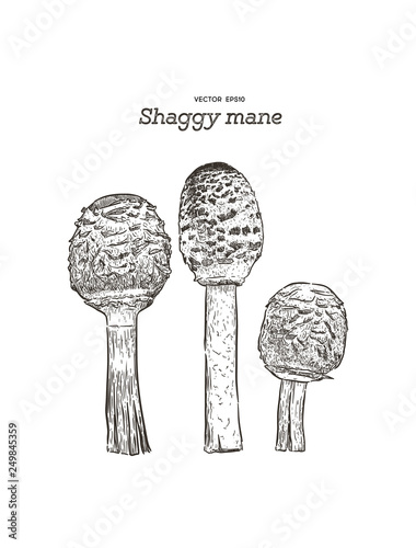 shaggy mane mushroom, hand draw sketch vector.