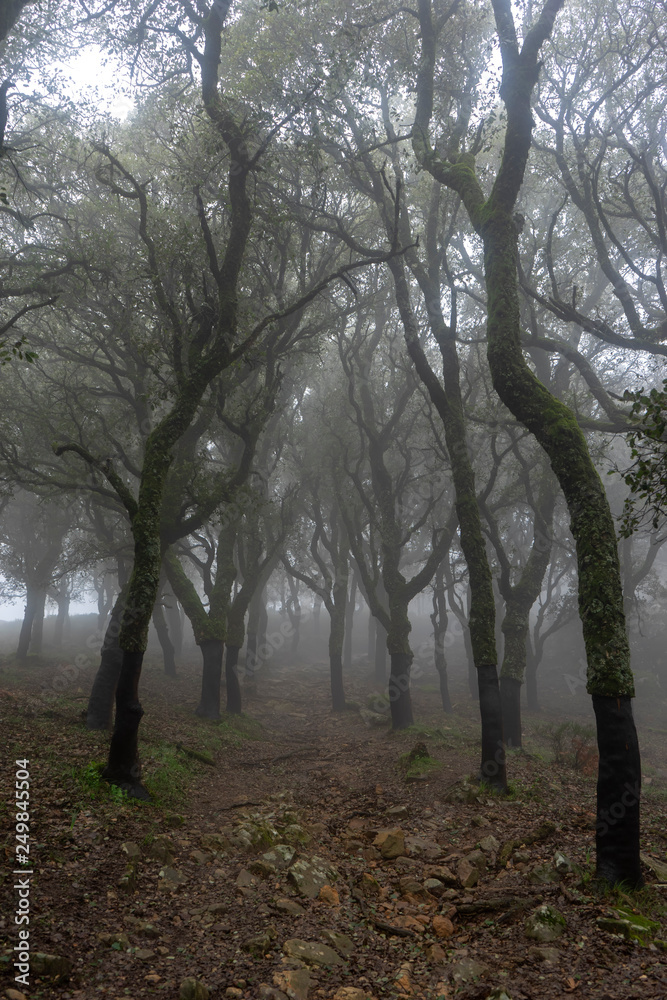 Parque natural de los Alcornocales en la provincia de Cádiz, Andalucía Parque natural de los Alcornocales en la provincia de Cádiz, Andalucía