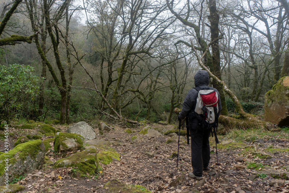 senderista caminando por un bosque