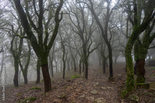Parque natural de los Alcornocales en la provincia de C  diz  Andaluc  a