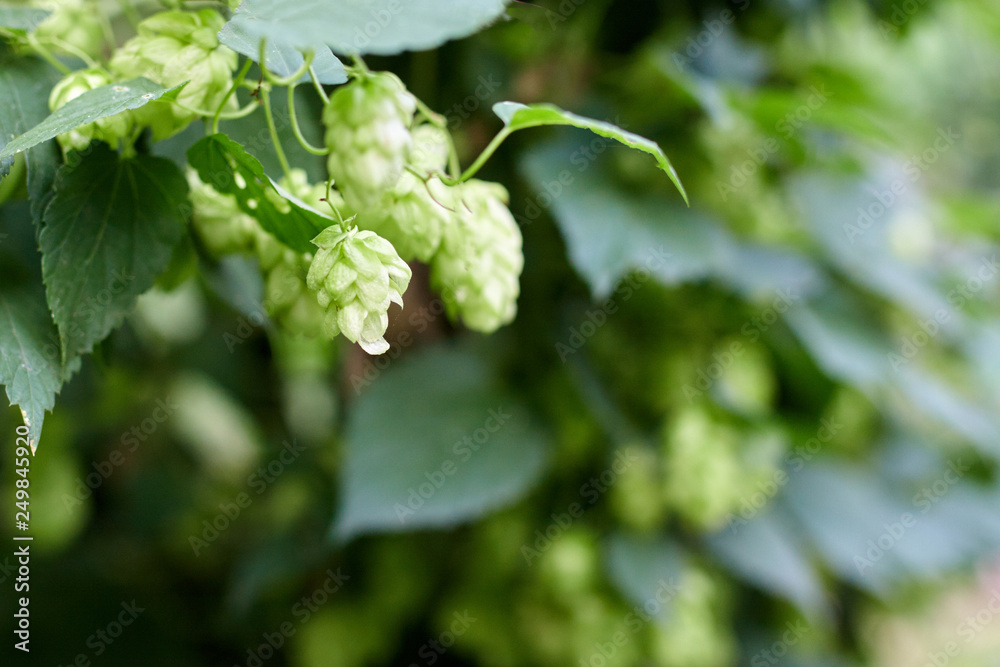 Green fresh hop cones for making beer and bread close up Green fresh hop cones for making beer and bread close up