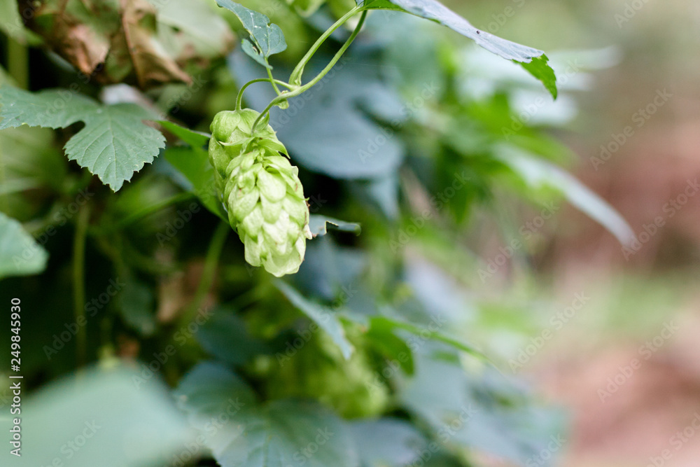 Green fresh hop cones for making beer and bread close up Green fresh hop cones for making beer and bread close up