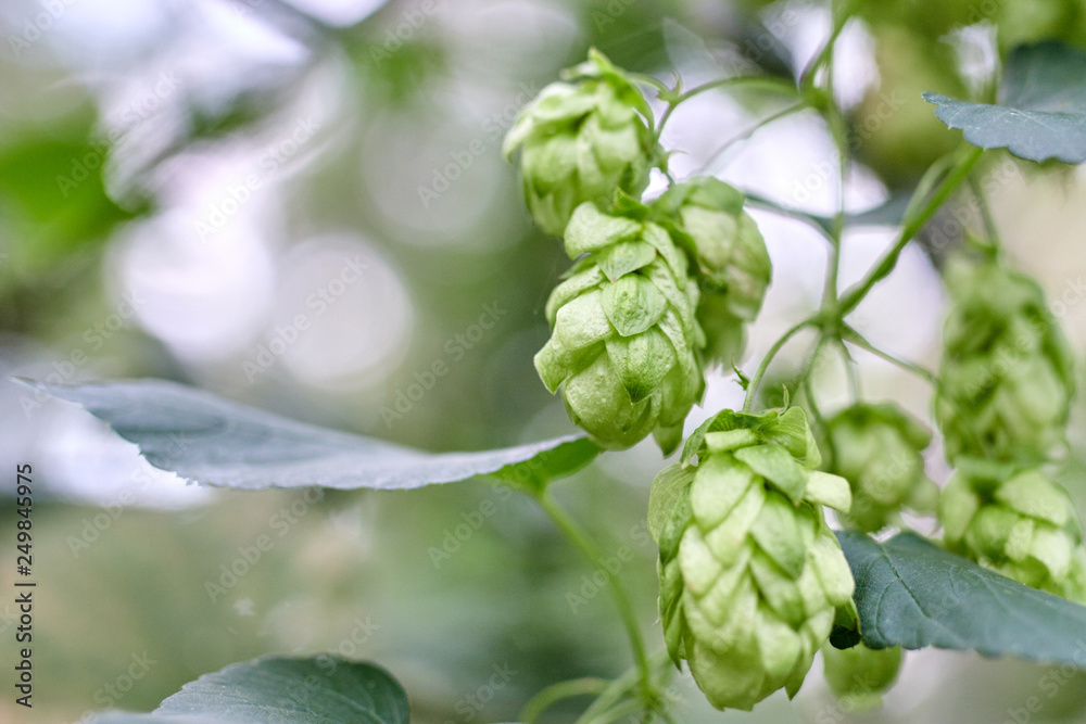 Green fresh hop cones for making beer and bread close up Green fresh hop cones for making beer and bread close up