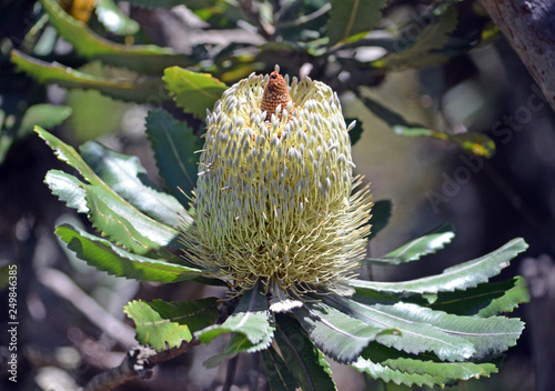 Australian native Old Man Banskia flower, Banksia serrata, Royal National Park, Sydney, NSW, Australia.
