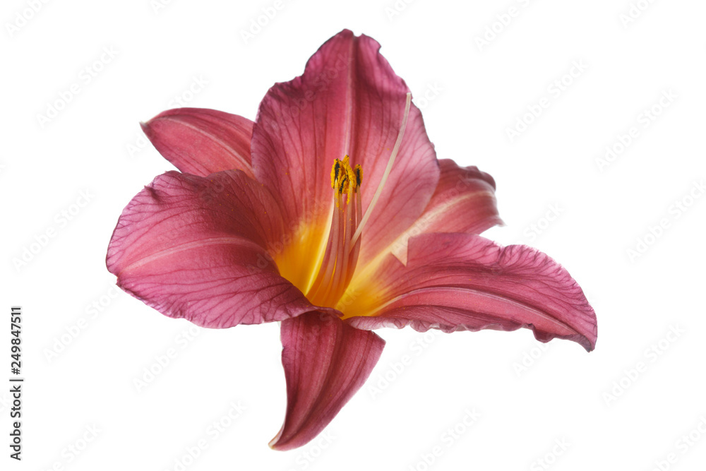 Pink daylily flower isolated on white background.