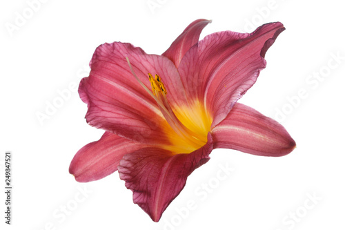 Pink daylily flower isolated on white background.