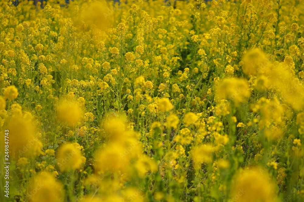 日本の春の花 日本の春の花