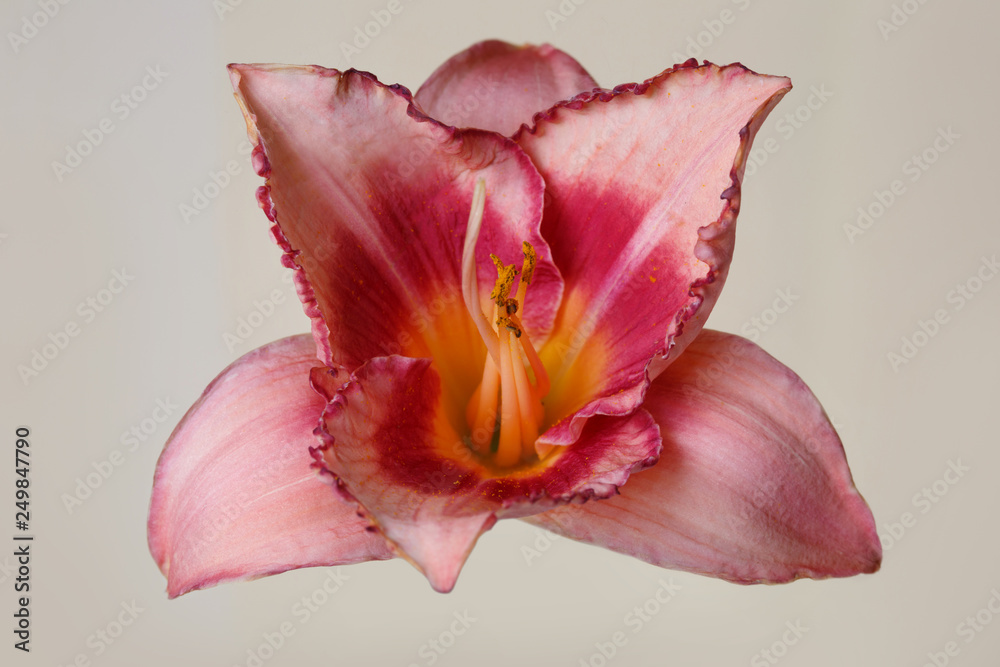 Daylily flower of peach-pink color isolated on beige background.