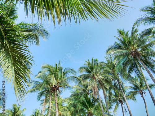 Low Angle View of Coconut Trees Against Blue Sky