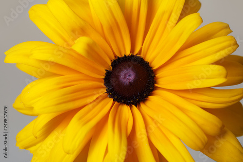 Fragment of the yellow flower rudbeckia macro.