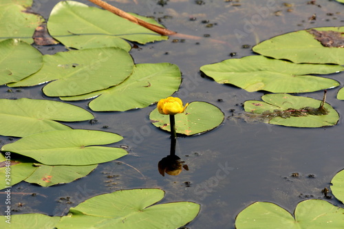 Fototapeta Naklejka Na Ścianę i Meble -  Yellow flower of Water lily or Nymphaea aquatic rhizomatous perennial herb plant starting to open and bloom surrounded with green leaves growing out of water of small local lake on warm summer day