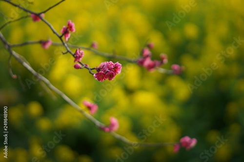 日本の春の花