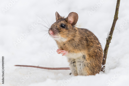 Wood mouse