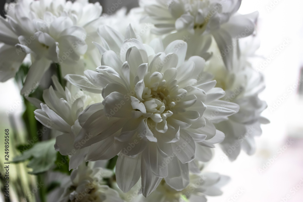 Obraz premium White garden chrysanthemums on a light background.
