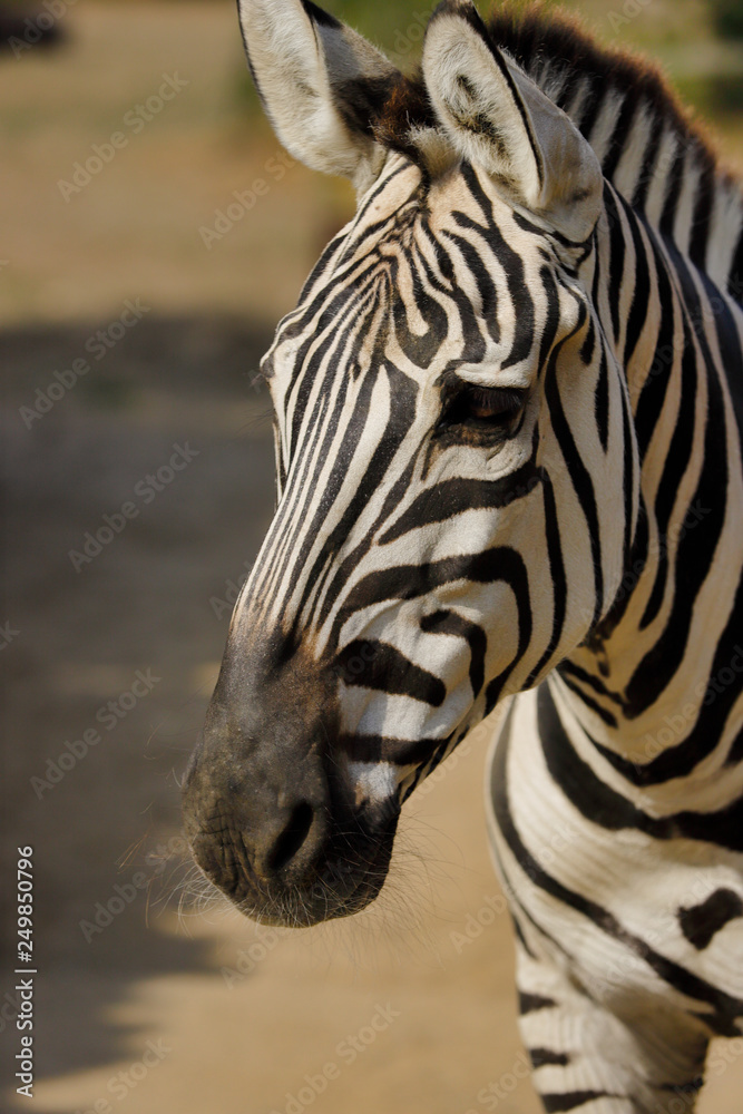 Naklejka premium Portrait of African striped coat zebra